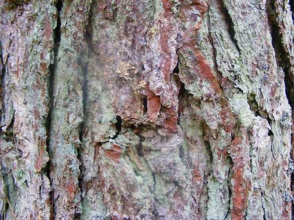 Närbild Tallbark Skogen — Stockfoto