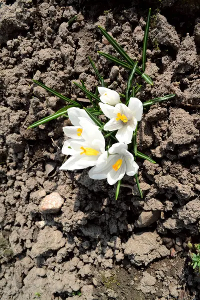 White crocuses in spring garden close up, vertical image — 스톡 사진