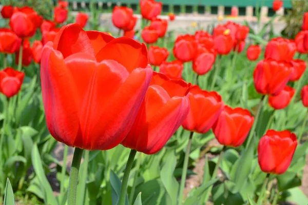 Frühlingsblüher Hintergrund Rote Tulpen Tapete Tulpenfeld — Stockfoto
