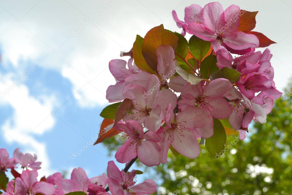 Beautiful closeup of pink sakura on blue background.