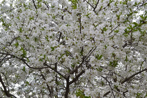 Sakura Branca Flor Cerejeira Flor Cheia Estação Primavera Textura — Fotografia de Stock