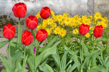 Sarı bahar çiçekleri ve kırmızı laleler eski püskü püskü bir arka planda..
