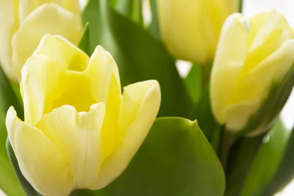 Strauß gelber Tulpen. Blick von oben. — Stockfoto