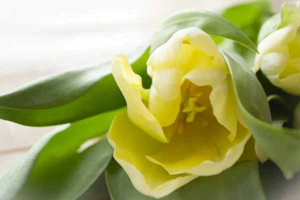 Yellow blurred tulip. Beautiful spring flowery background. — Stockfoto