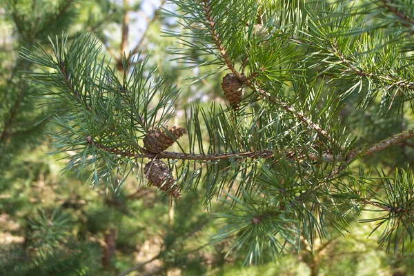 Pine buds and cones in the spring. Bloomed pine branches. Young pine cone. — Stock Photo, Image