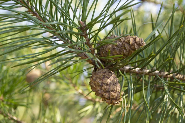 Pine cone on a branch. Young green closed pine cone on a pine tree in the wild nature in the forest. Organic herbal medicine