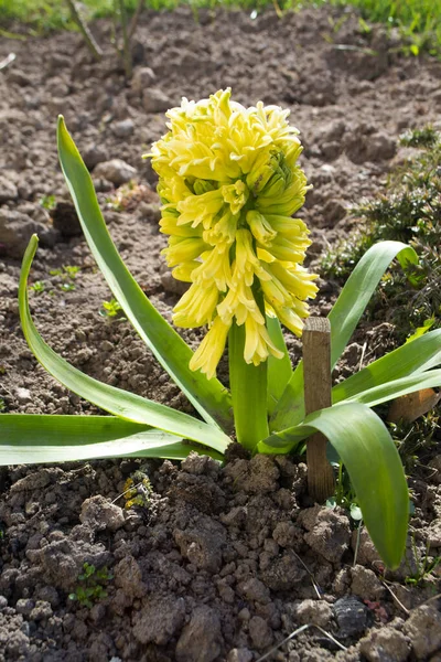 Ljusgul hyacint blomma eller hyacinthus i vår trädgård — Stockfoto