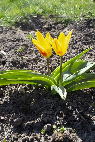 Foster tulpaner, Grand Prix, gul och röd eller orange i blom i en trädgård — Stockfoto