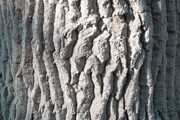 Texture da vicino, una corteccia di una vecchia quercia, colore argento — Foto Stock