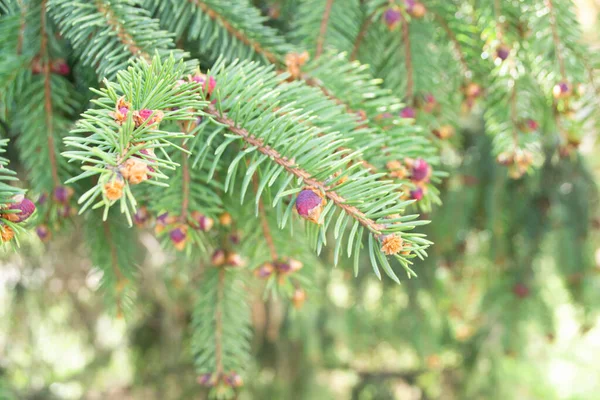 Lkbaharda Bir Ladin Ağacının Taze Mor Tomurcukları — Stok fotoğraf