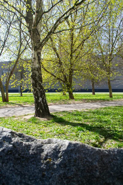 Береза Городском Парке Весеннее Время Вертикальное Изображение — стоковое фото