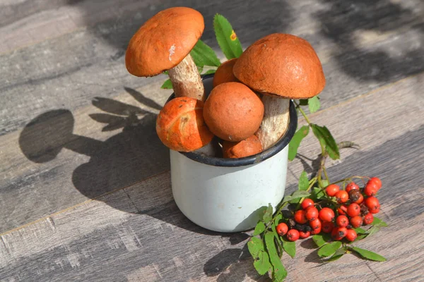 Orange Red Cap Boletus Mushrooms White Mug Close — Stock Photo, Image