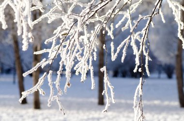Kış ağaç Frost'un üzerinde şube