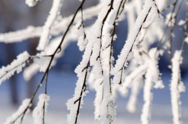 Kış ağaç Frost'un üzerinde şube
