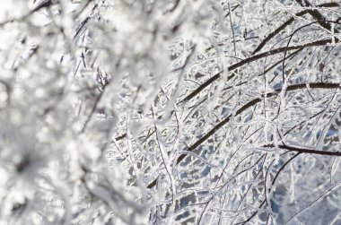 Kış ağaç Frost'un üzerinde şube