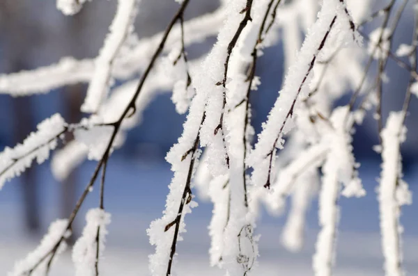 Kış ağaç Frost'un üzerinde şube