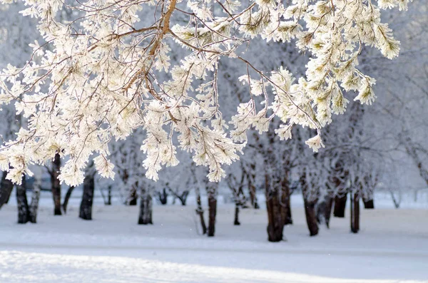 Gelo dell'albero invernale sul ramo — Foto Stock