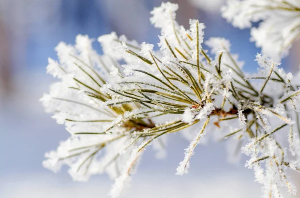 Gelo dell'albero invernale sul ramo — Foto Stock