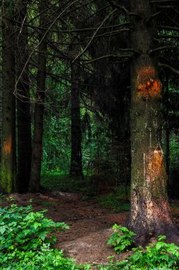 Mystic orman yolundan