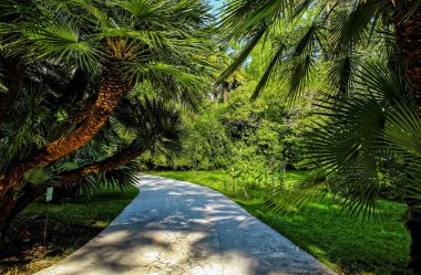 Palmiye ağaçları ile şehir park yolu
