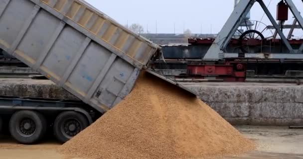 Drtící Jeřáb Vykládá Nakládá Kukuřičné Krmivo Náklaďáku Přístavu Venku Hromadný — Stock video
