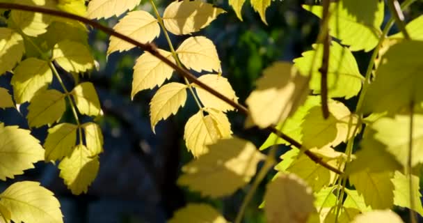 Jesienny Żółty Złoty Liść Drzewo Jesienny Park Przyroda — Wideo stockowe