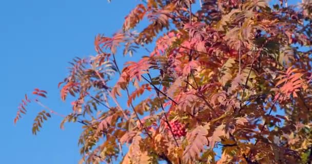 Autumn Red Leaves Rowanberry Tree Rowan Berries Blue Sky Nature — Stock Video