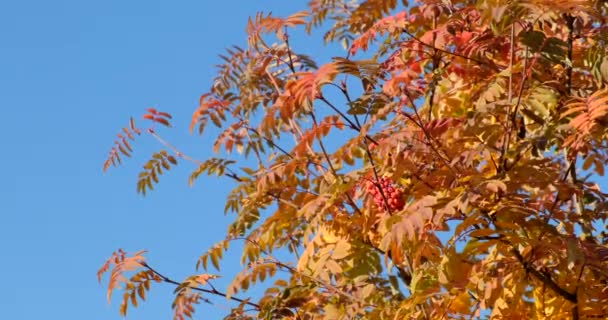 Feuilles rouges d'automne sur le rowanberry. Des baies de Rowan. Ciel bleu. Nature 