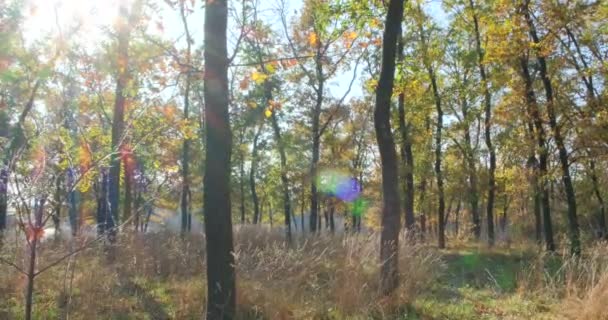 Otoño Hermoso Bosque Dorado Cambio Estación Otoño Hojas Amarillentas Árboles — Vídeos de Stock