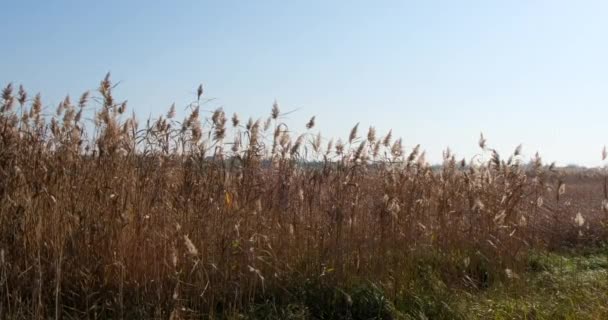 Herbst Goldene Pflanze Und Blauer Himmel Natur — Stockvideo