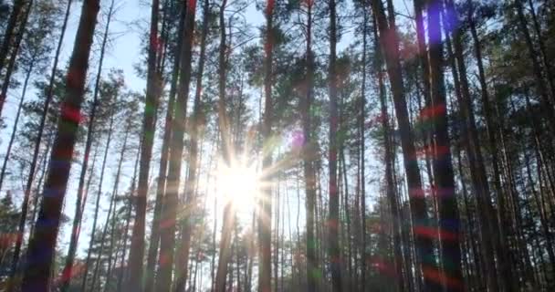 Floresta Fadas Pinheiro Selvagem Movendo Entre Árvores Belo Dia Ensolarado — Vídeo de Stock