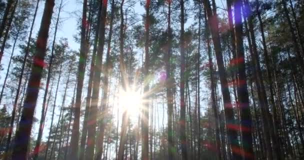 Bosque Hadas Pino Salvaje Moviéndose Entre Árboles Hermoso Día Soleado — Vídeo de stock