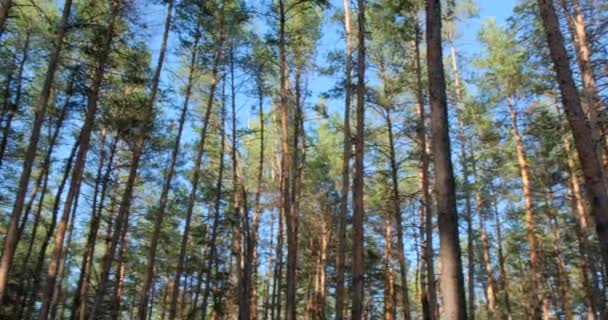 Forêt de fées de pins sauvages. Se déplacer entre les arbres dans une belle journée ensoleillée. Mouvement de la caméra dans la forêt. Épinette intacte. Nature 