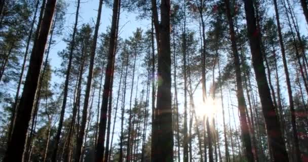Дикий Сосновый Лес Перемещение Между Деревьями Прекрасный Солнечный День Движение — стоковое видео