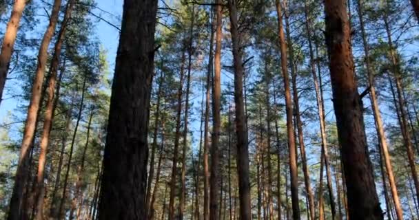 Άγριο Πευκοδάσος Κινείται Ανάμεσα Στα Δέντρα Μια Όμορφη Ηλιόλουστη Μέρα — Αρχείο Βίντεο