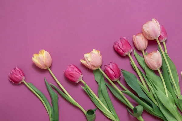 Gratulationskort Med Färgglada Våren Tulpaner Blomma Semesterbukett Begreppet Mors Dag — Stockfoto