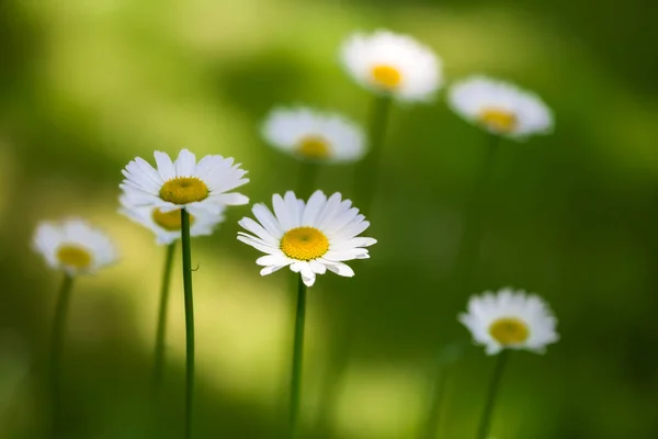 Weiße Kamille Blüht Auf Dem Feld Schöne Sommer Natur Szene — Stockfoto