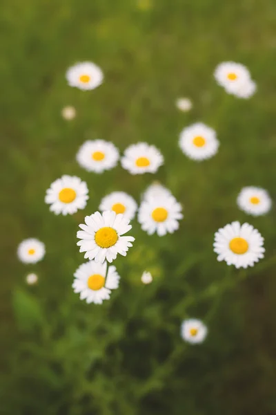 Weiße Kamille Blüht Auf Dem Feld Schöne Sommer Natur Szene — Stockfoto