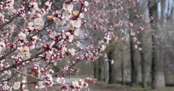 木の上に美しい白い春のアプリコットの花と枝 開花したアプリコットを背景にした自然シーン 植物の花の概念 開花背景 — ストック写真