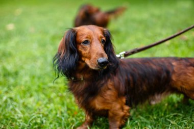 Dachshund yeşil çimenlerin üzerinde bir leash üzerinde