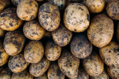 Piyasada birçok büyük olgun patates