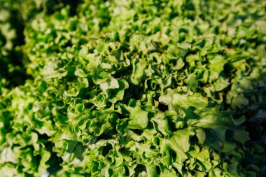 yakın çekim taze yeşil marul yaprakları.