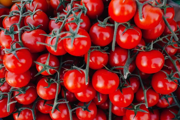 Güzel sulu domates dallar üzerinde kapatın