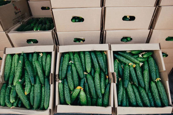 Kutusunda yeşil taze salatalık