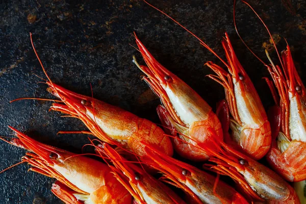 Karides koyu arka planı portre üzerinde