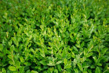 Yeşil yaprak dokusu. Yaprak dokusu arkaplanı