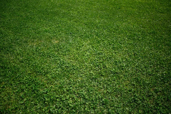 yeşil çimen arkaplan dokusu