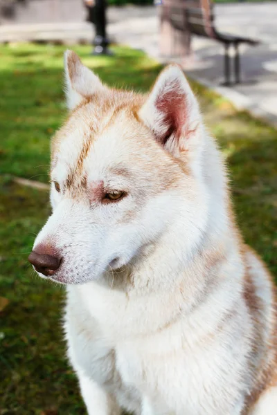 Yeşil çim closeup çerçevede bir köpek yavrusu Husky