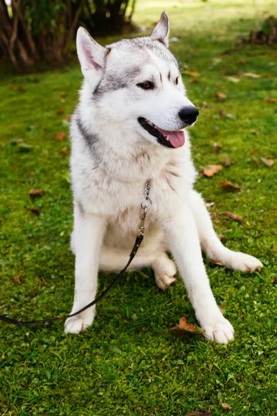 Cão Husky jovem engraçado do filhote de cachorro sente-se na grama verde no parque de verão exterior . — Fotografia de Stock