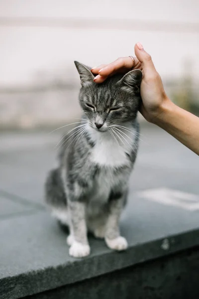 Dívka, drbal za krásná Toulavá kočka — Stock fotografie
